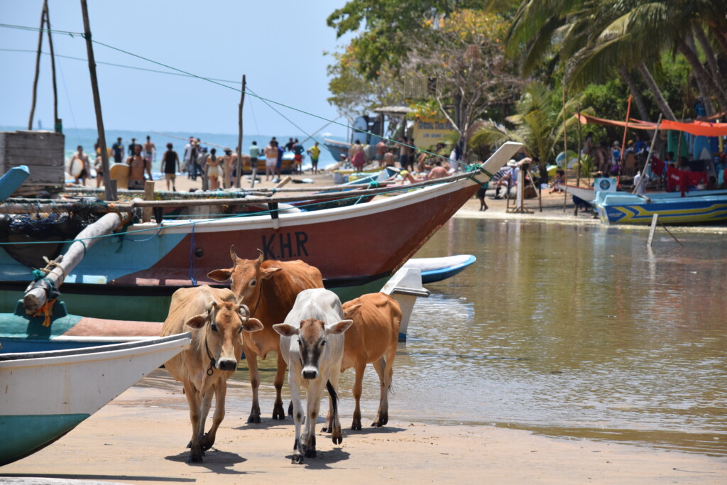 arugam bay wildlife