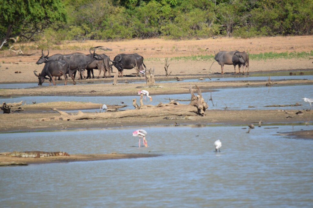 yala national park